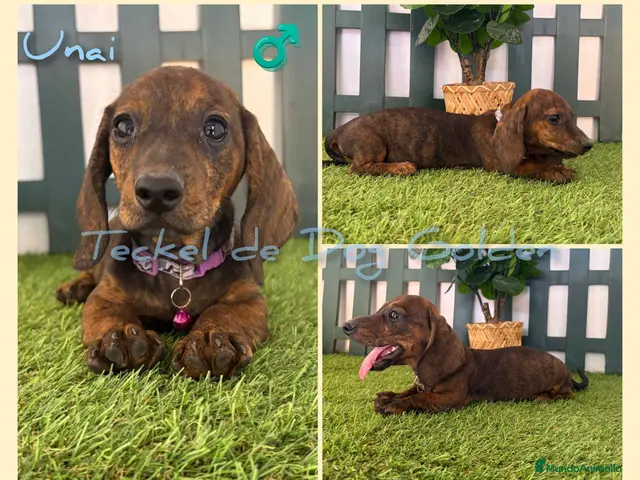 Teckel perros en venta: Teckel miniaturas atigrados - Anuncio 2