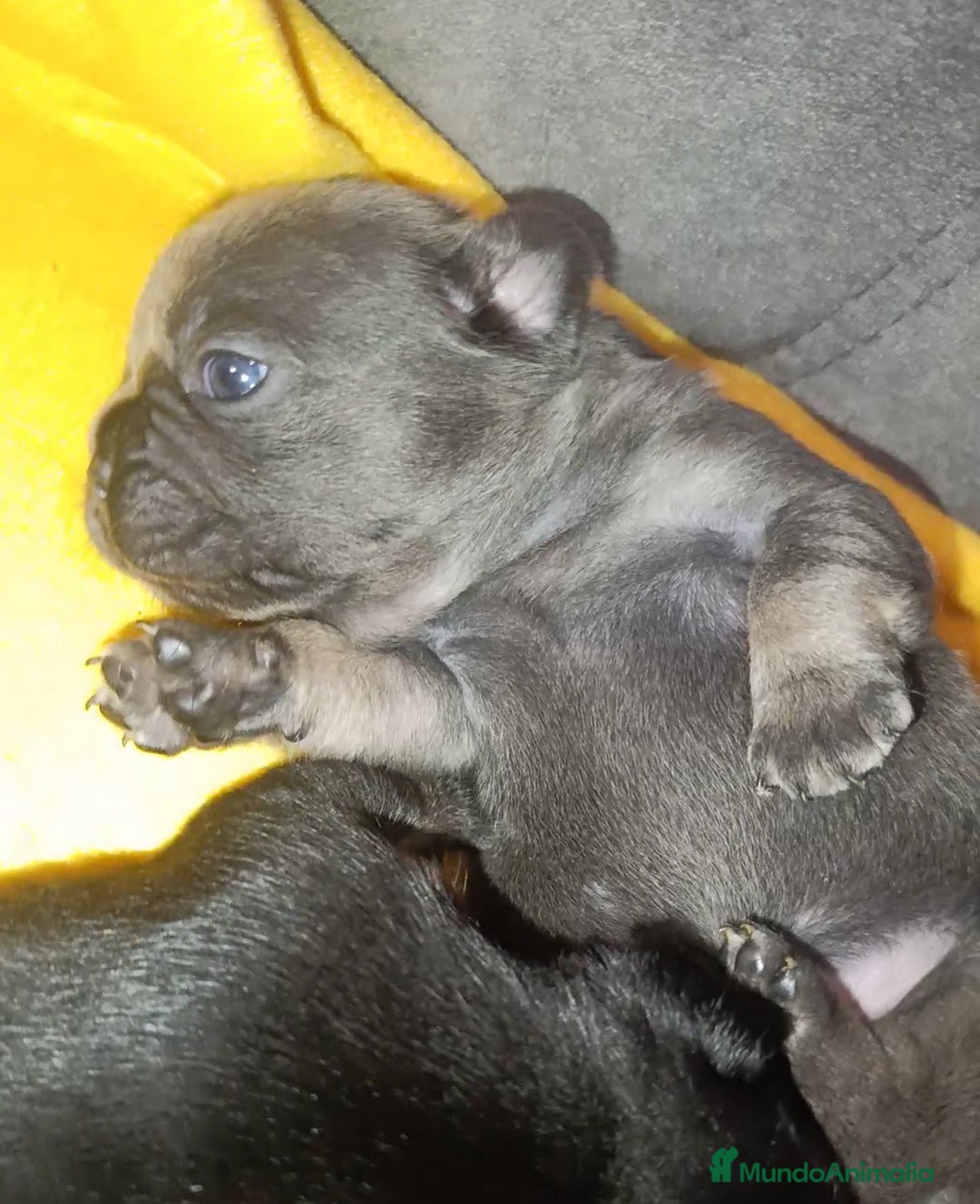 Bulldog Francés perros en venta: Bulldog  - Anuncio 5