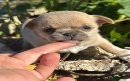 Chihuahua perros en venta: Chihuahua Toy Isabella  - Anuncio 9