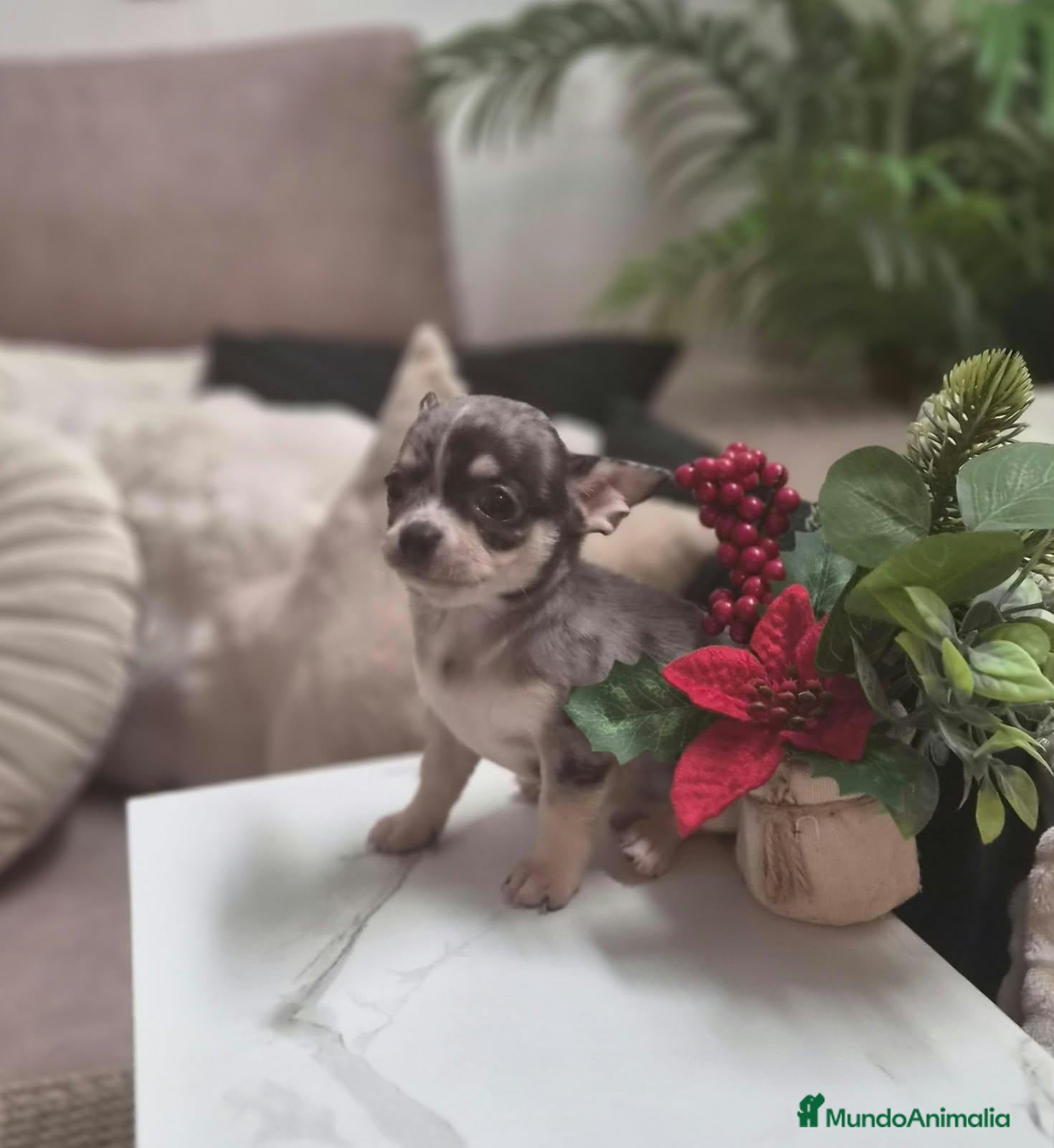 Chihuahua perros en venta: Chihuahua  - Anuncio 18