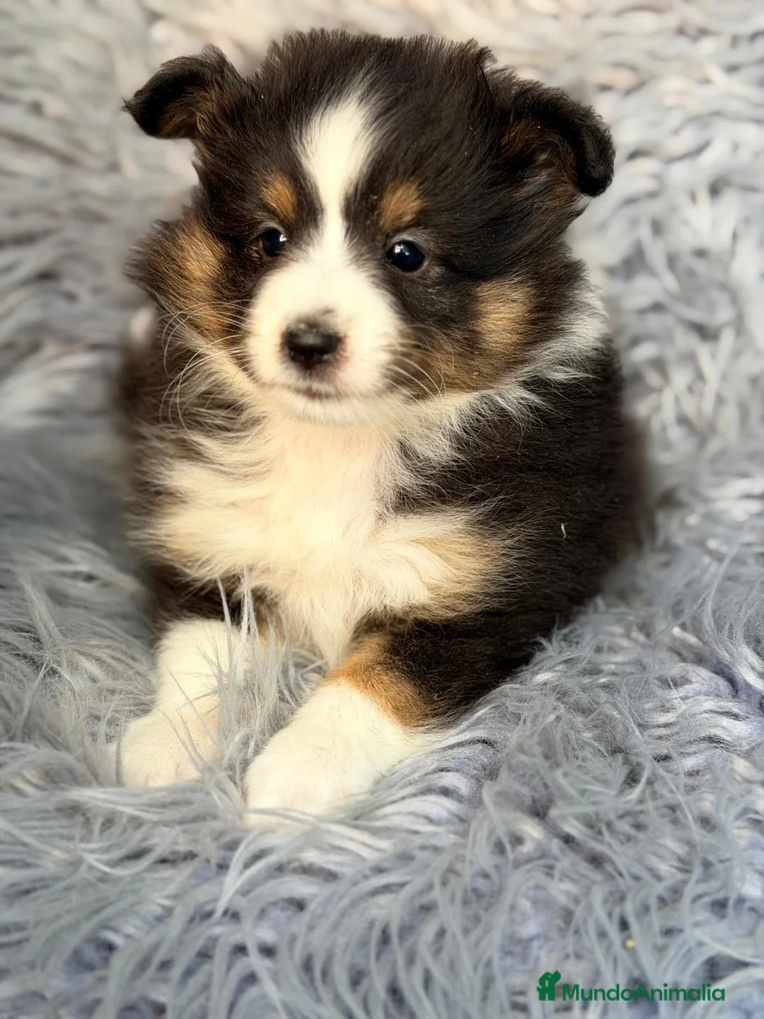 Perro Pastor de las Shetland perros en venta: Shetland macho tricolor - Anuncio 4