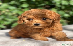 Caniche Toy perros en venta: Caniche toy rojo  - Imagen 1