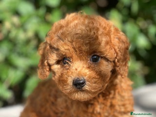 Caniche Toy perros - Anuncio 26