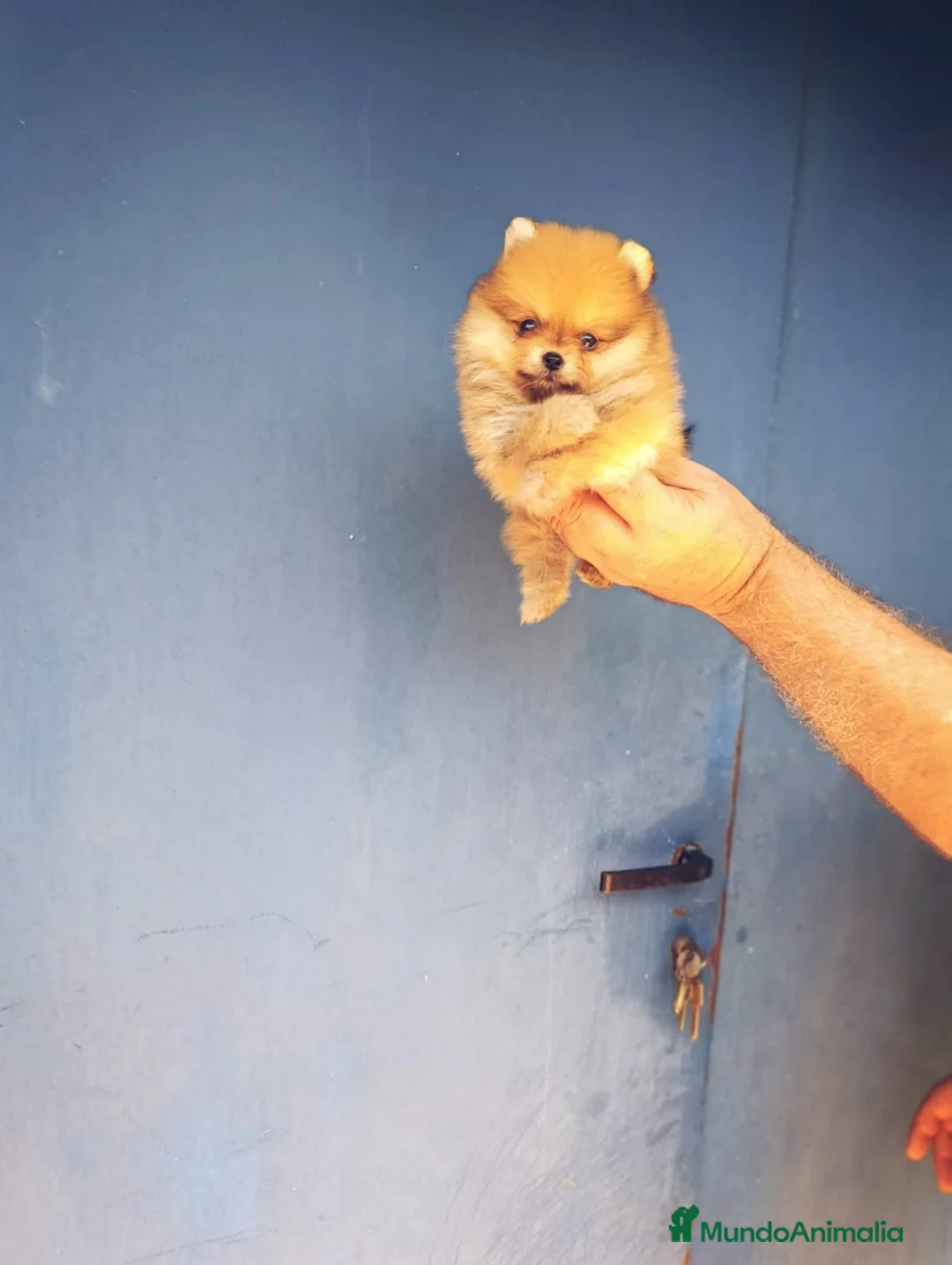 Pomerania perros en venta: Pomerania ositos toy hembras‼️ - Anuncio 2