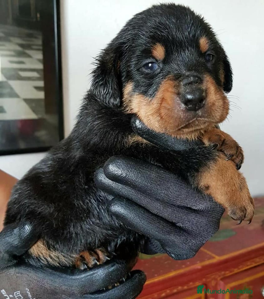 Rottweiler perros en venta: ROTTWEILER - Anuncio 2