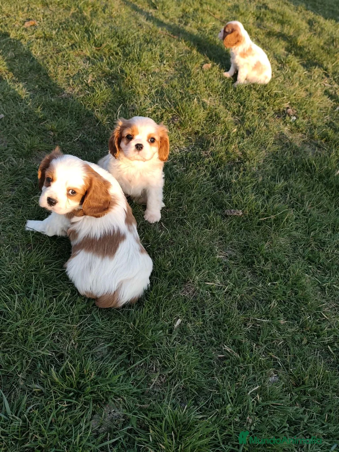 Cavalier King Charles Spaniel perros en venta: CAVALIER - Anuncio 2