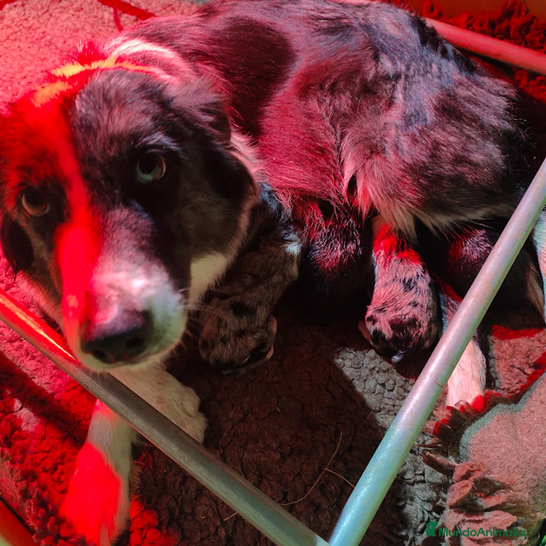 Border Collie perros en venta: Border Collie Blue Merle disponibles - Anuncio 3