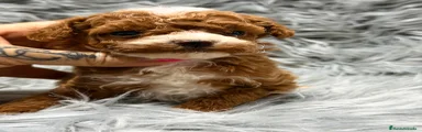 Maltipoo Cachorro 1