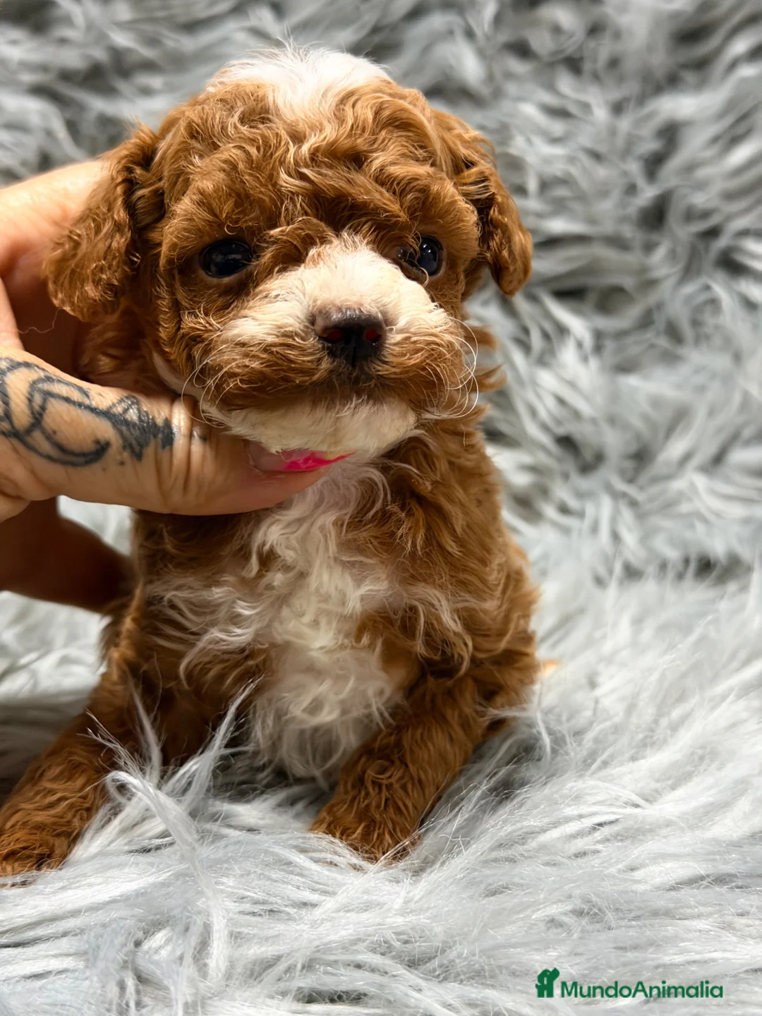 Maltipoo perros en venta: Maltipoo Microtoy  - Anuncio 2
