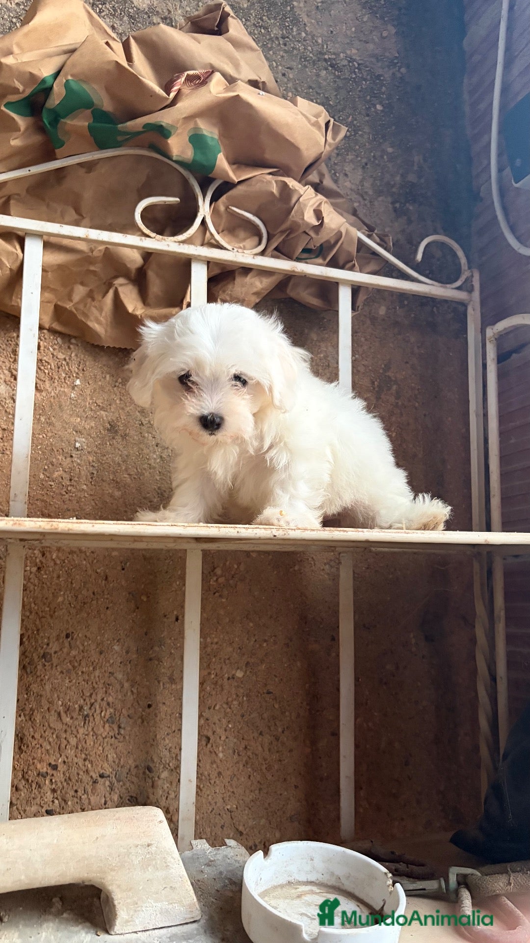 Bichón Maltés perros en venta: Bichon Toy coreano - Anuncio 1