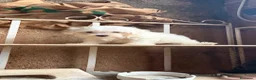 Bichón Maltés perros en venta: Bichon Toy coreano - Anuncio 1