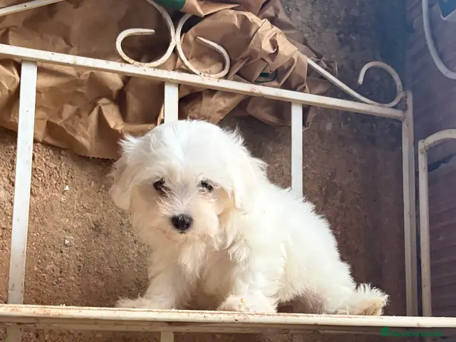Bichón Maltés perros en venta: Bichon Toy coreano - Anuncio 1