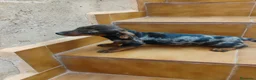 Teckel Miniatura perros en venta: Hembra teckel arlequín plata miniatura  - Anuncio 5