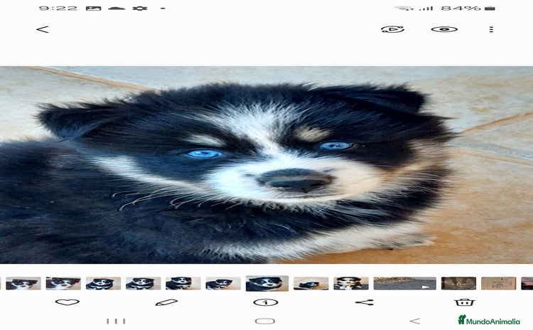 Pomsky perros 3 machitos de pomsky - Anuncio 1