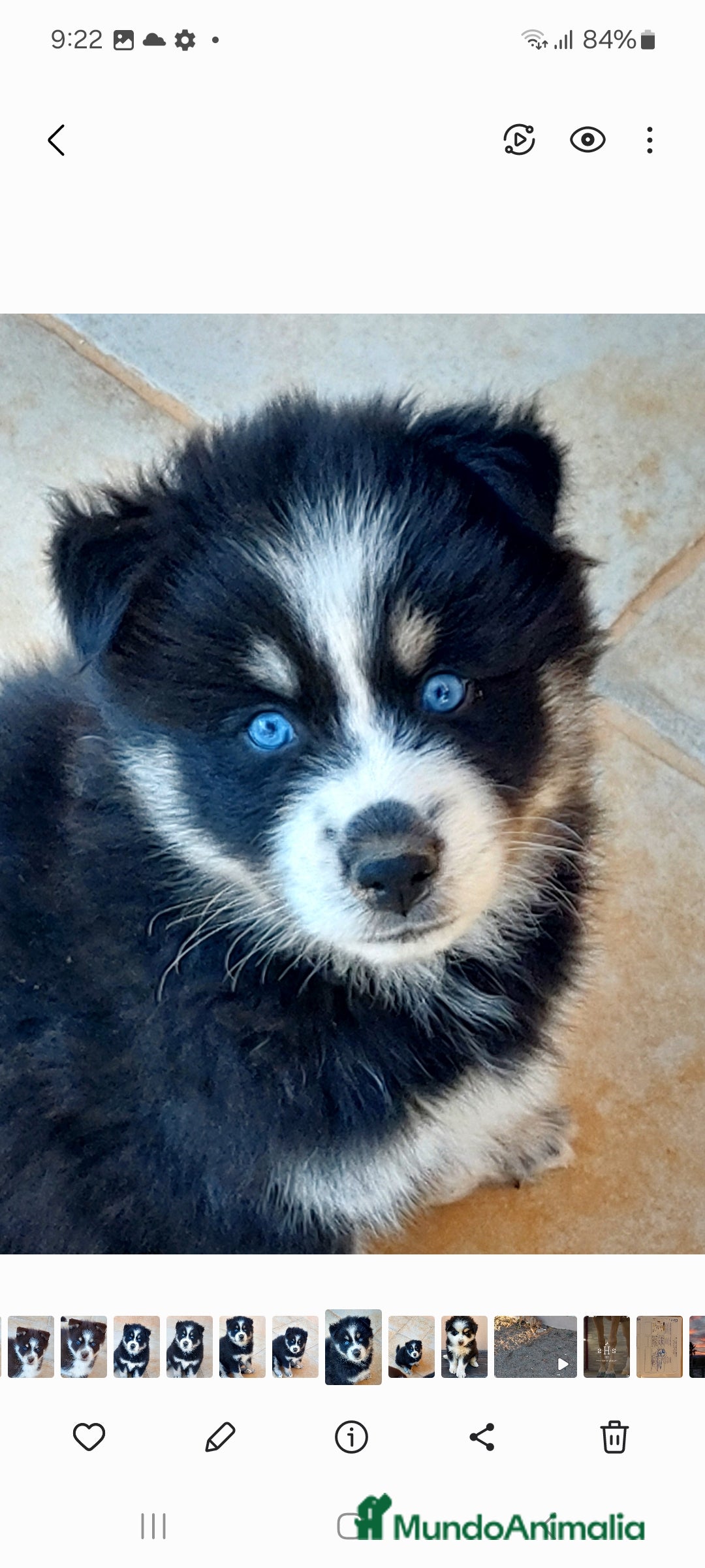 Pomsky perros en venta: 3 machitos de pomsky - Anuncio 1