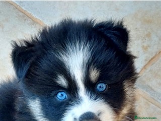 Pomsky perros 3 machitos de pomsky - Anuncio 2