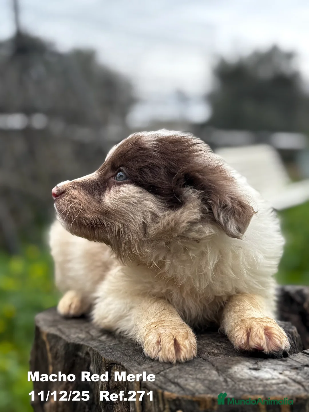 Border Collie perros en venta: BORDER COLLIE - Anuncio 9