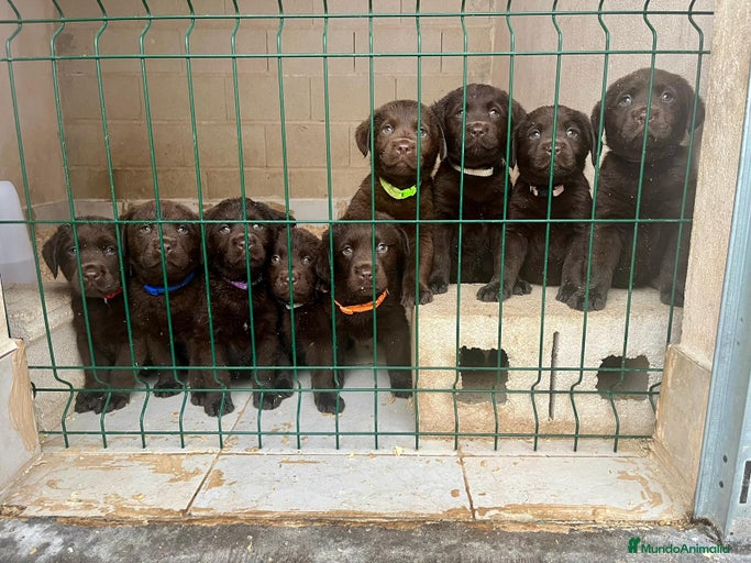 Imagen de galería {{count}}