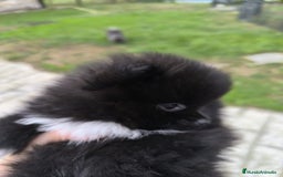 Pomerania perros en venta: Preciosos cachorros de pomerania - Imagen 8