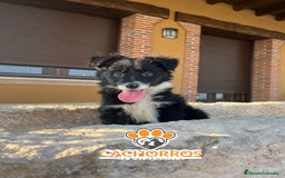 Border Collie perros en venta: Border collie - Imagen 1