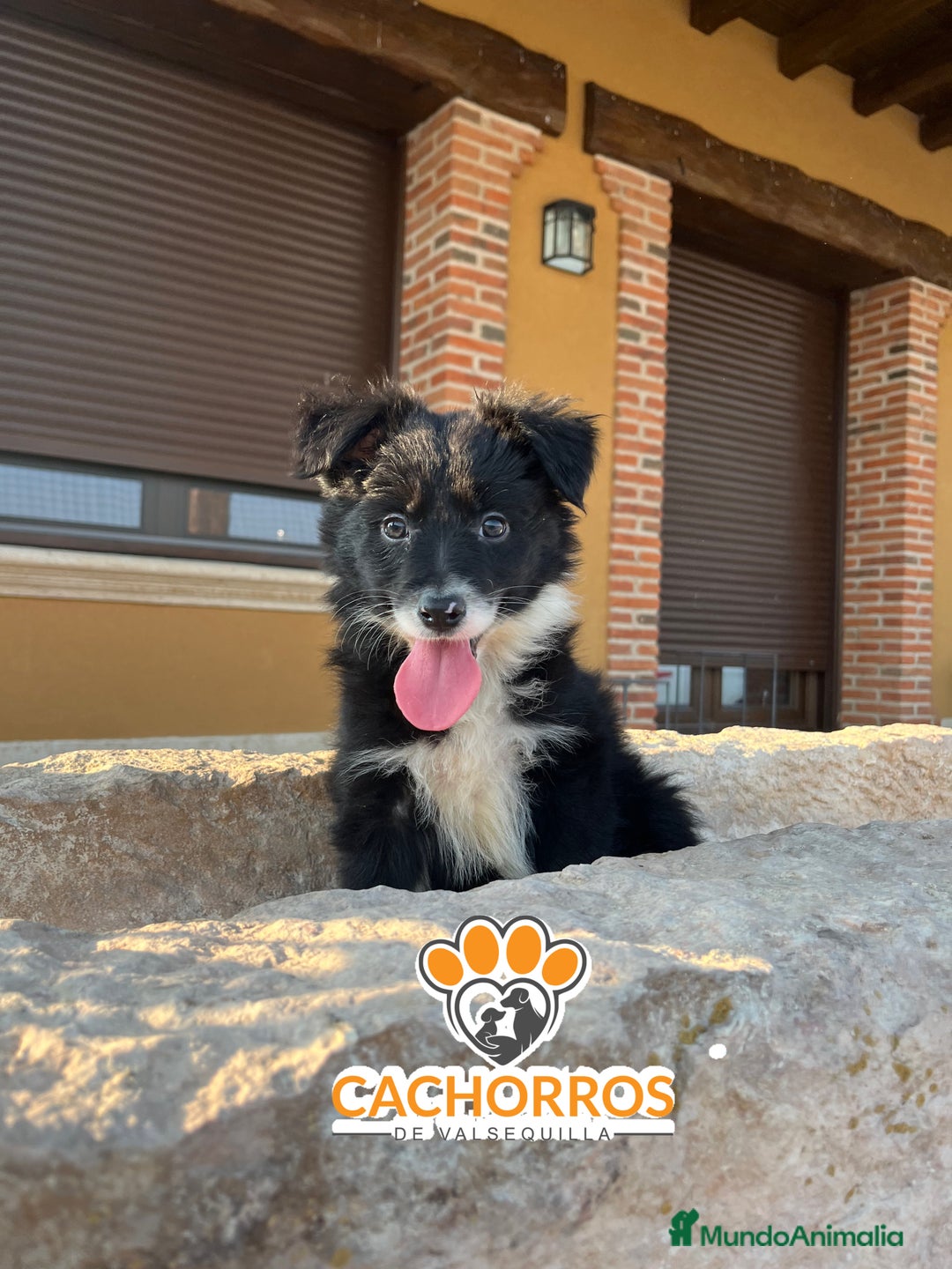 Border Collie perros en venta: Border collie - Imagen 1