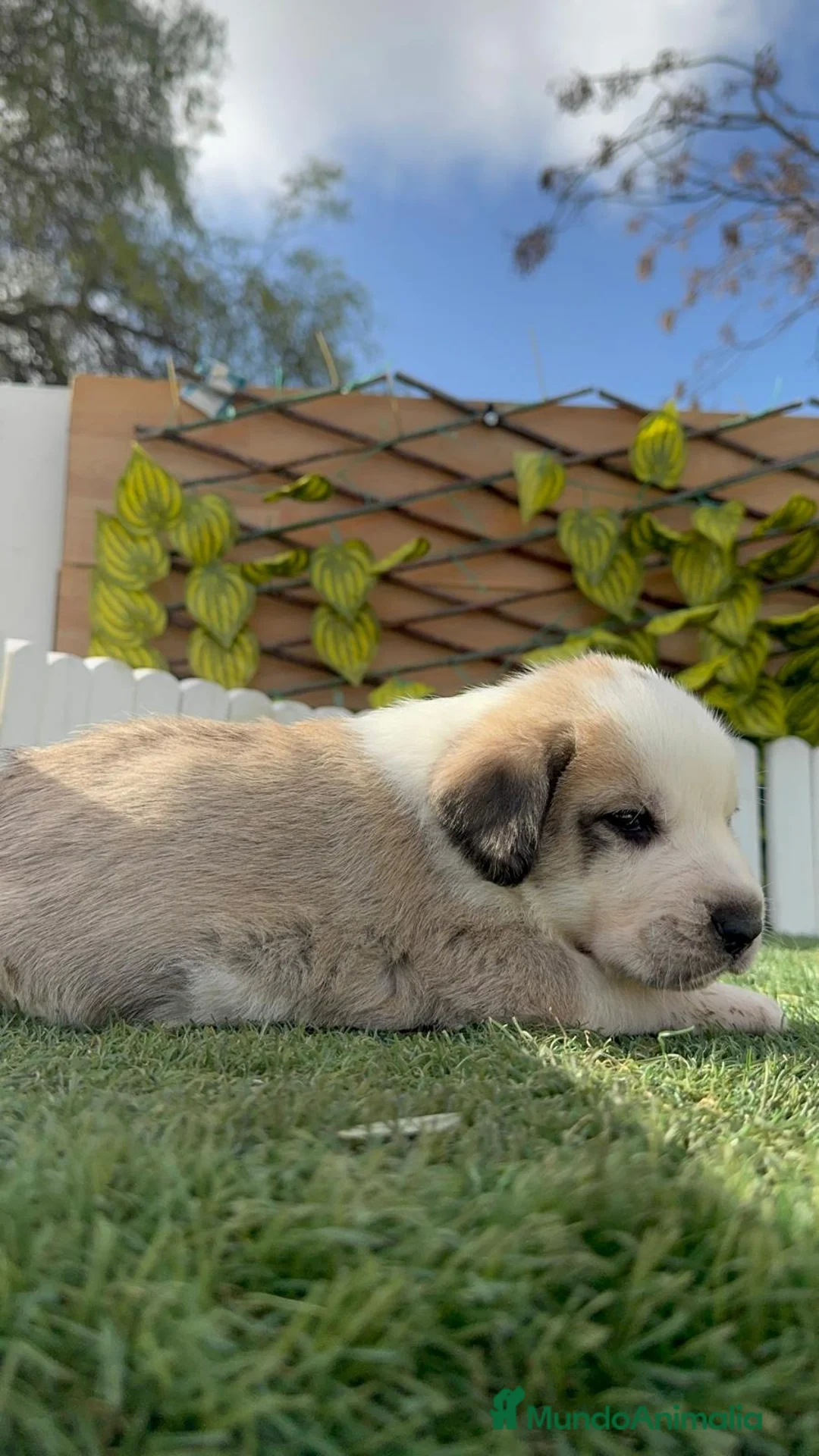 Mastín Español perros en venta: MASTIN ESPAÑOL - Anuncio 3