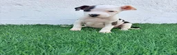 American Staffordshire-Terrier perros en venta: American Stanffordshire terrier - Anuncio 21