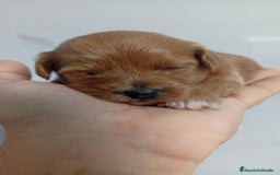 Maltipoo perros en venta: Maltipoo hembras rojas toy - Imagen 3