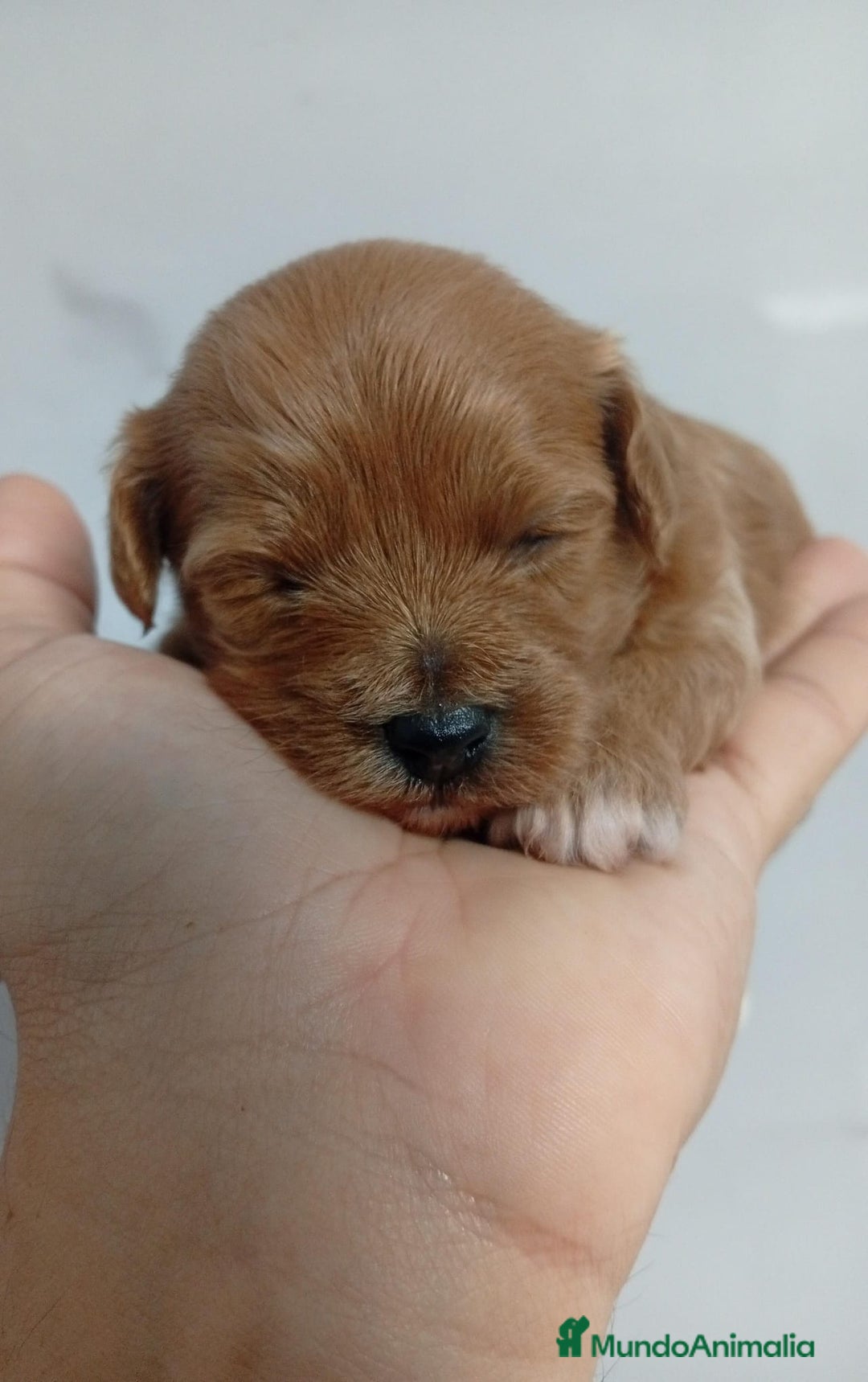 Maltipoo perros en venta: Maltipoo hembras rojas toy - Imagen 3