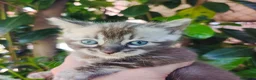 Bengalí gatos en venta: Bengalí  - Anuncio 2