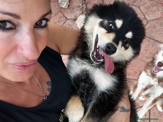 Pomsky perros - Anuncio 3