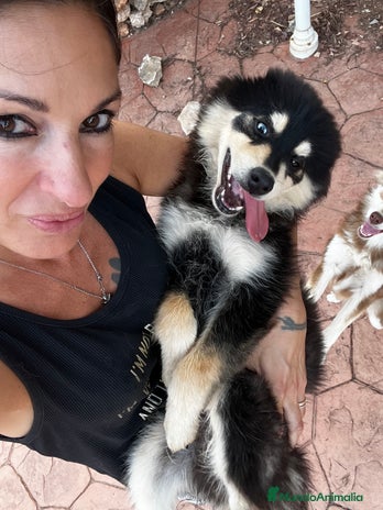 Pomsky perros - Anuncio 2