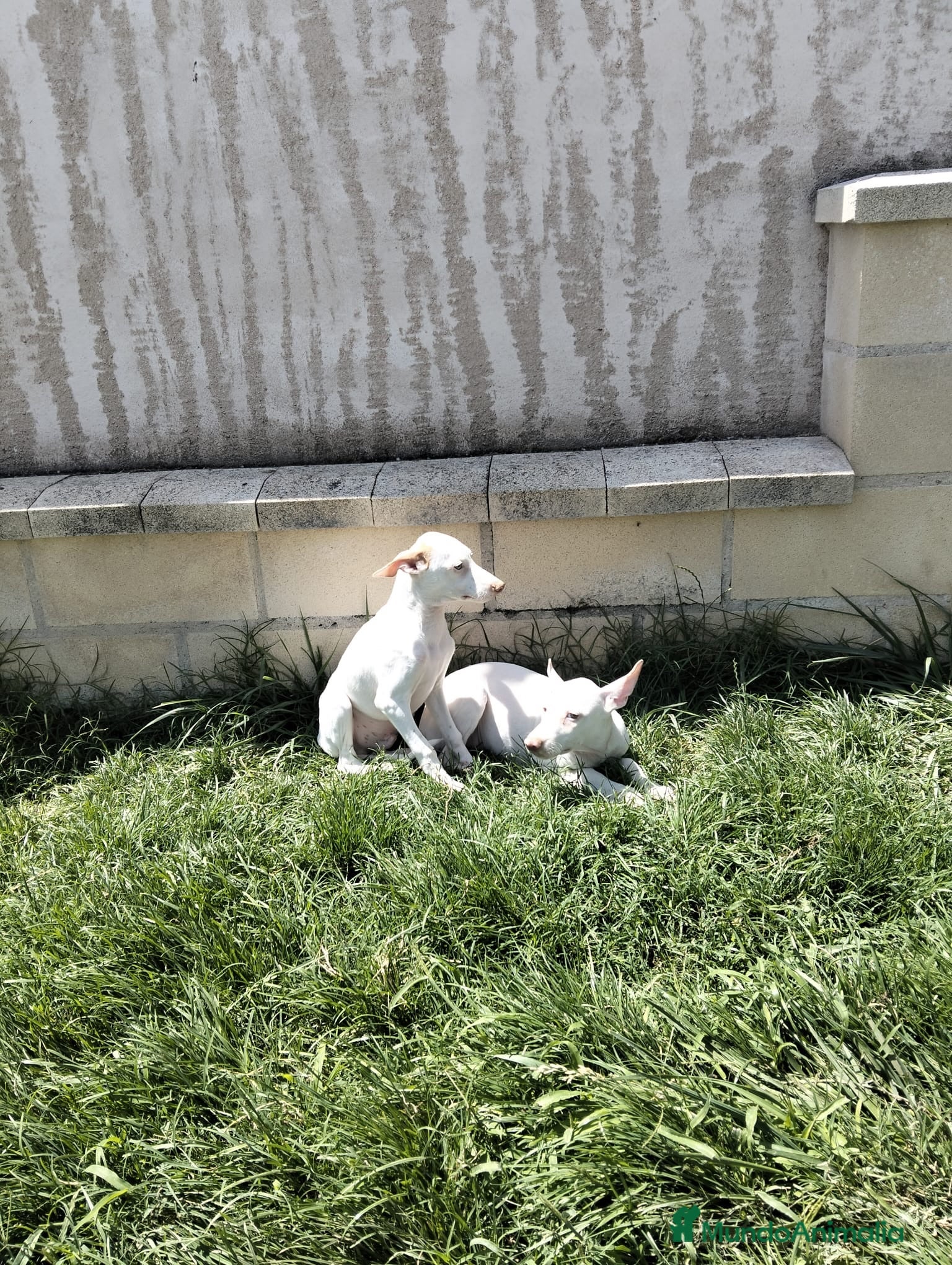 Podenco Andaluz perros Podenco blanco  - Anuncio 1