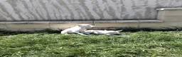 Podenco Andaluz perros en venta: Podenco blanco  - Anuncio 1