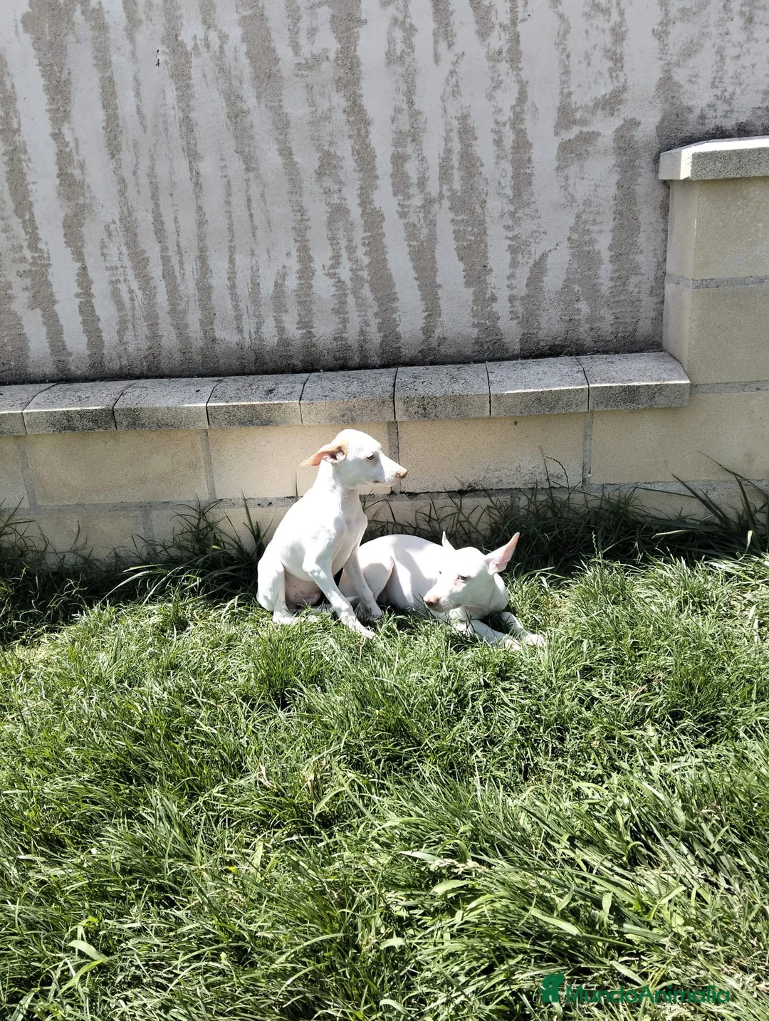 Podenco Andaluz perros en venta: Podenco blanco  - Anuncio 1