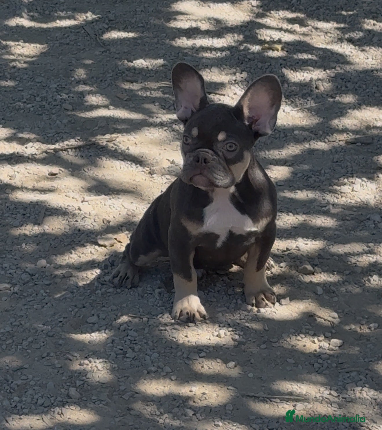Bulldog Francés perros Bulldog francés Blue and tan  - Anuncio 1