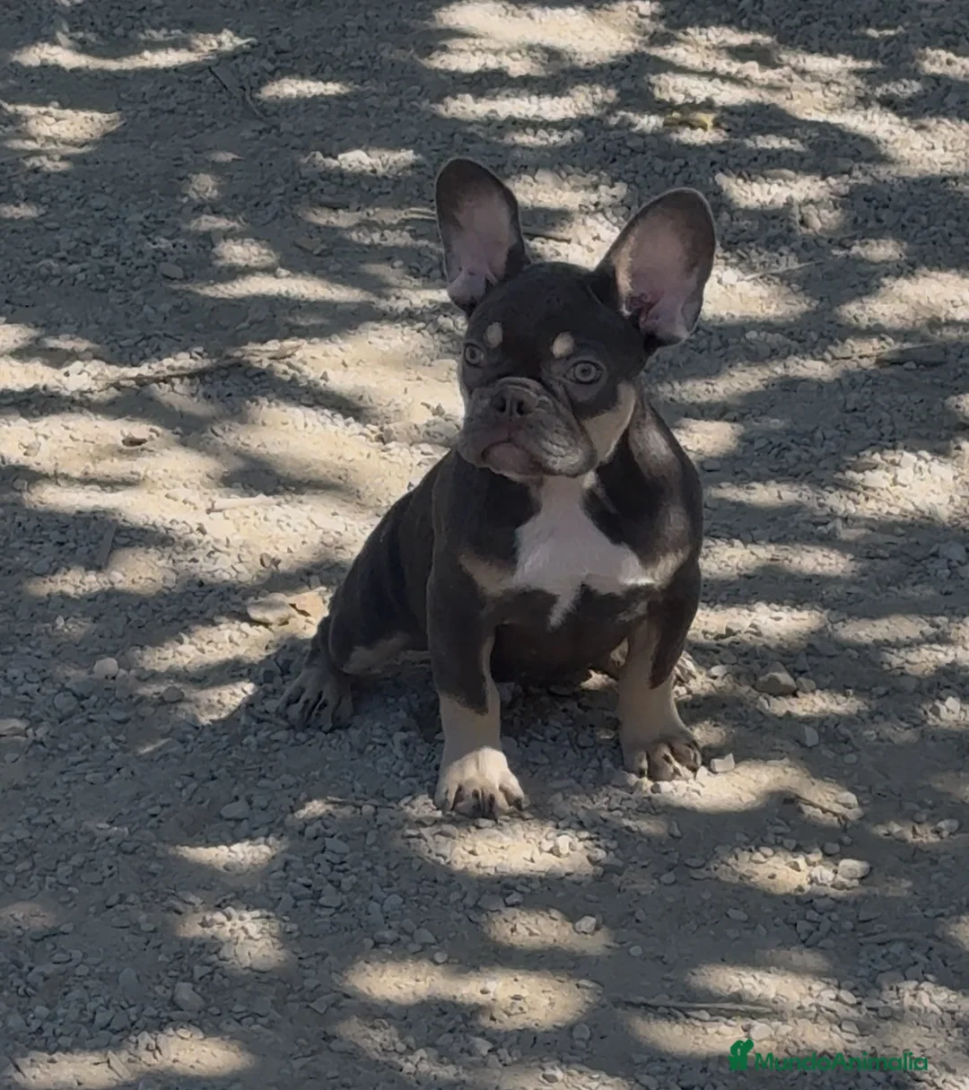 Bulldog Francés perros en venta: Bulldog francés Blue and tan  - Anuncio 1