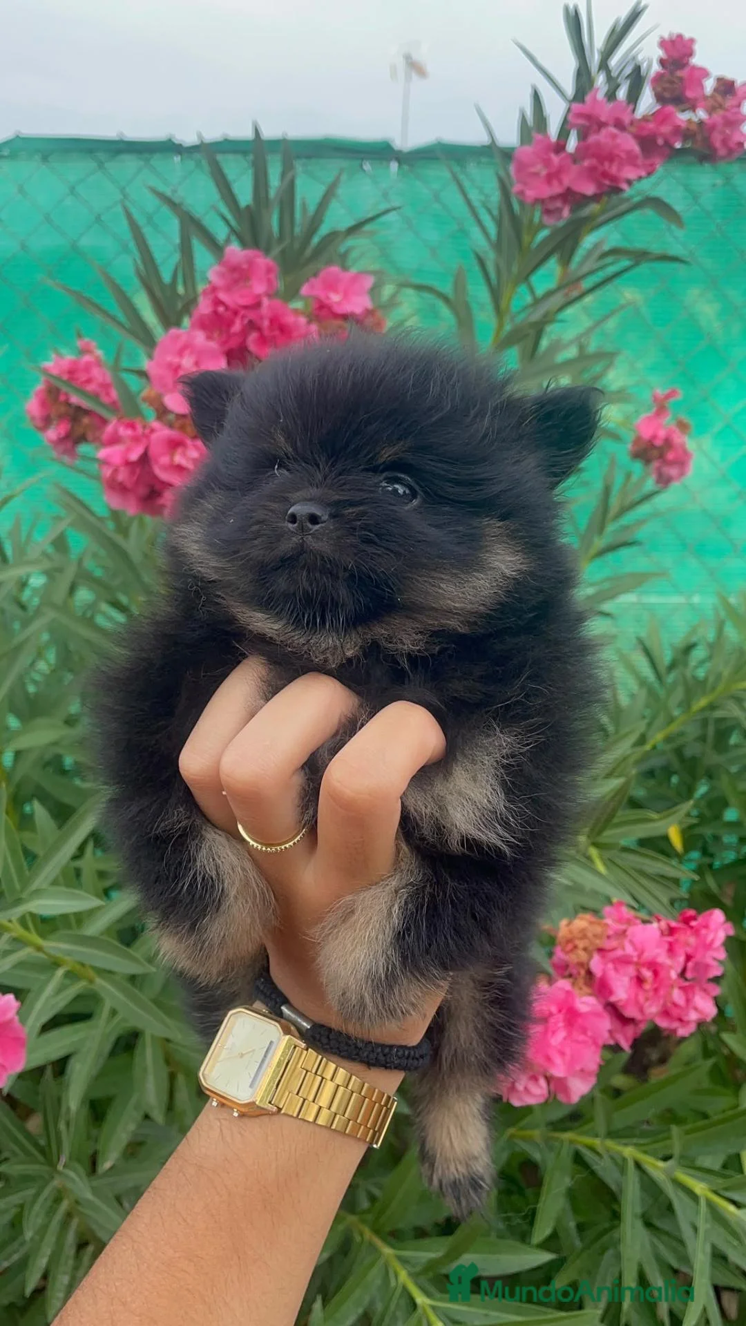 Pomerania perros en venta: Cachorra pomerania  - Anuncio 1