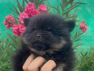 Pomerania perros Cachorra pomerania - Anuncio 1