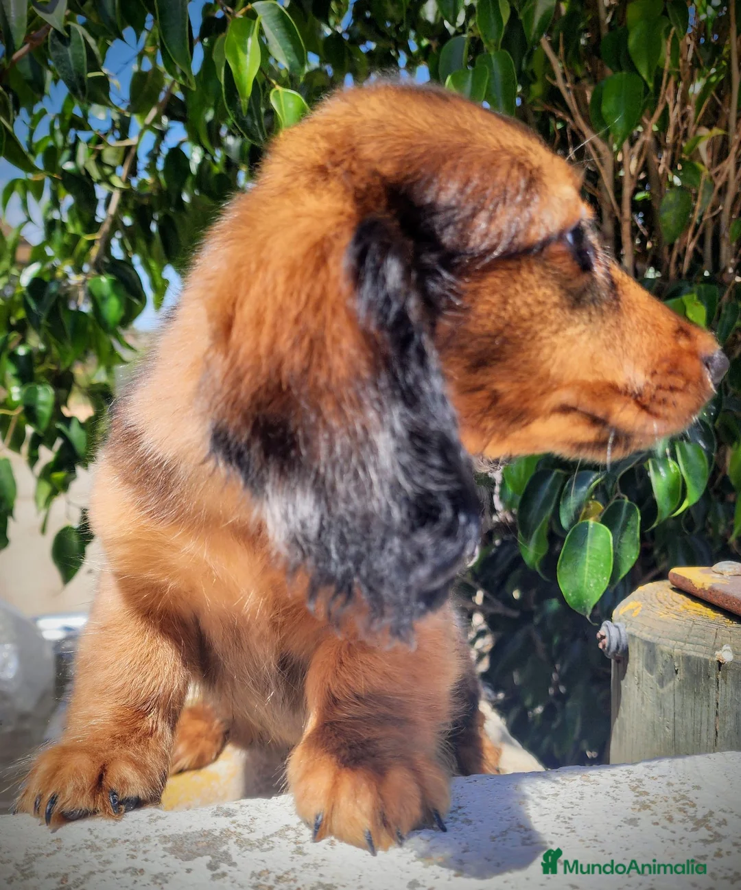 Teckel perros en venta: Teckel pelo largo precio real - Anuncio 2