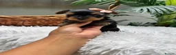 Yorkshire Terrier perros en venta: YORKSHIRE TERRIER HEMBRAS - Anuncio 31