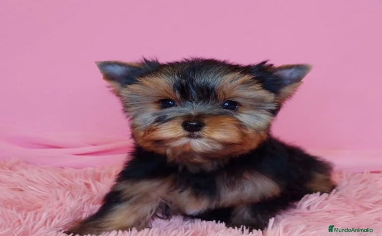 Biewer Yorkshire Terrier a la Pom Pon perros Cachorros Yorkshire y Biewer  - Anuncio 4