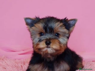 Biewer Yorkshire Terrier a la Pom Pon perros Cachorros Yorkshire y Biewer - Anuncio 36