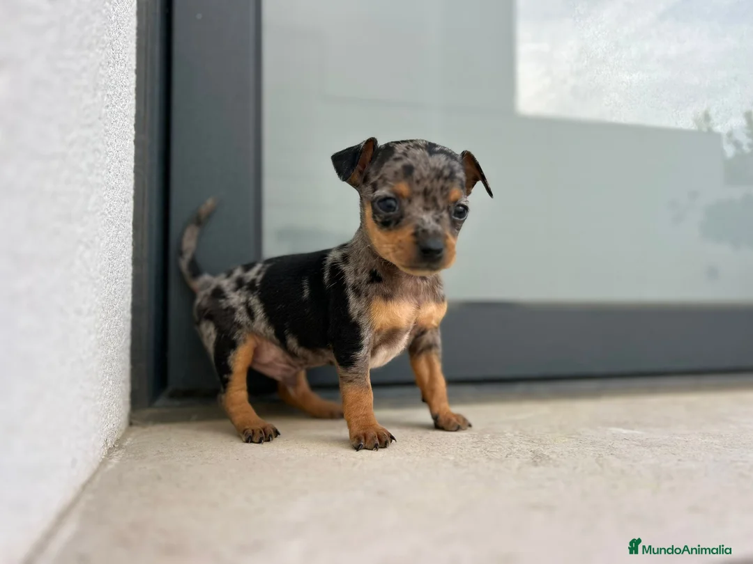 Ratón de Praga perros en venta: Ratón de praga merlé - Anuncio 2