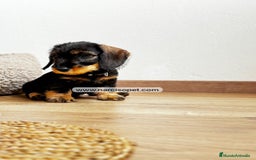 Teckel Miniatura perros en venta: TECKEL PELO DURO HEMBRA - Imagen 5