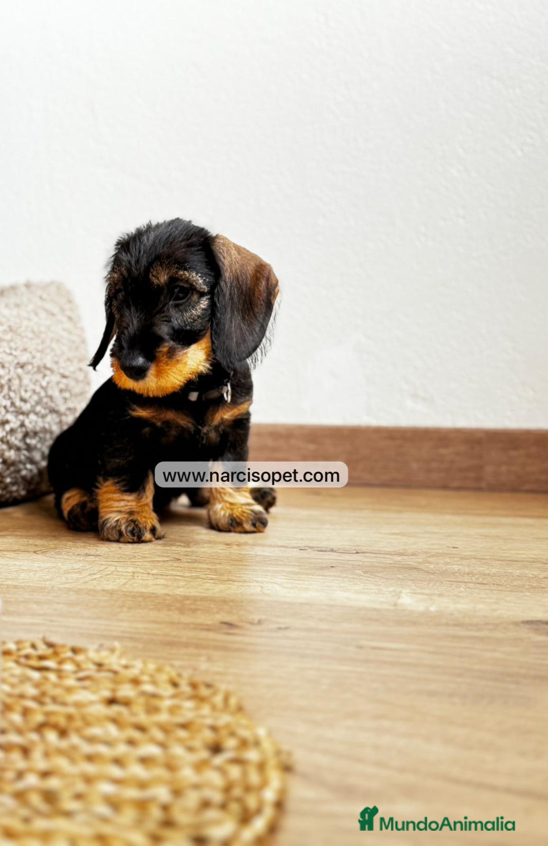 Teckel Miniatura perros en venta: TECKEL PELO DURO HEMBRA - Imagen 5