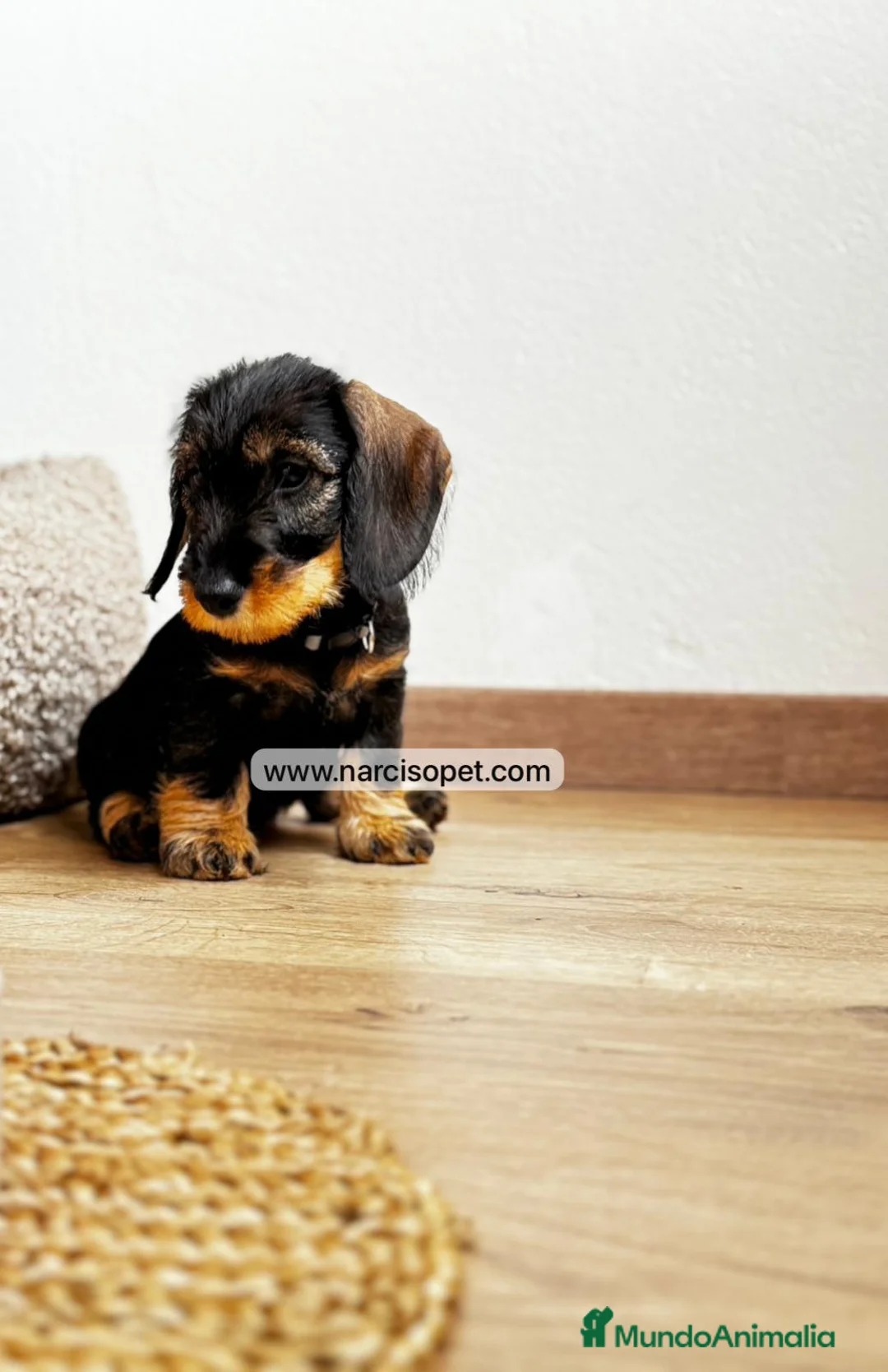 Teckel Miniatura perros en venta: TECKEL PELO DURO HEMBRA - Anuncio 5