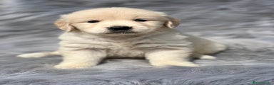 Golden Retriever Cachorro 1