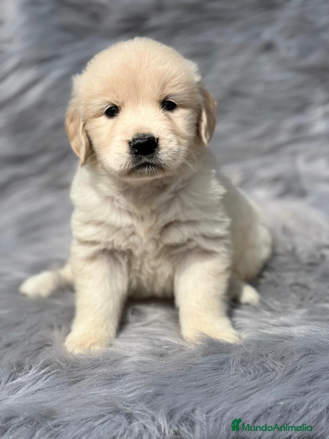 Golden Retriever perros en venta: Golden  en Barcelona - Anuncio 4