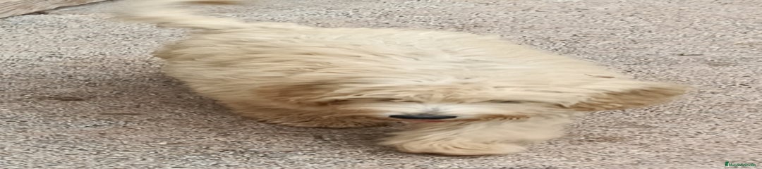 Labradoodle Cachorro 3